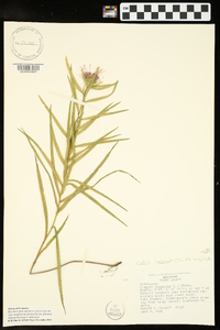 Liatris compacta image