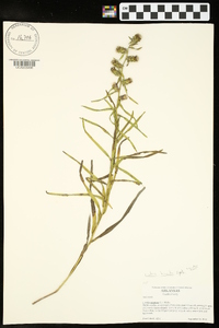 Liatris hirsuta image