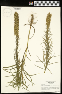 Liatris pycnostachya image