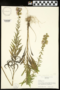 Liatris squarrulosa image