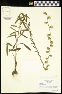 Liatris squarrulosa image