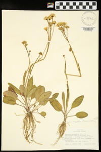 Packera tomentosa image