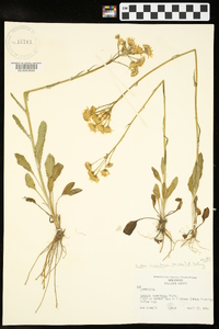 Packera tomentosa image