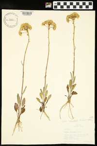 Packera tomentosa image