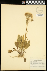 Packera tomentosa image