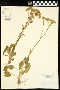 Packera tomentosa image