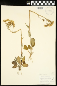 Packera tomentosa image