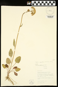 Packera tomentosa image