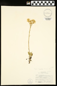 Packera tomentosa image