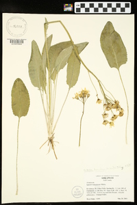 Packera tomentosa image