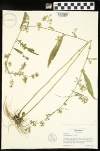 Symphyotrichum lateriflorum var. lateriflorum image