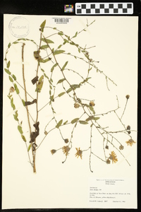 Symphyotrichum patens var. patens image