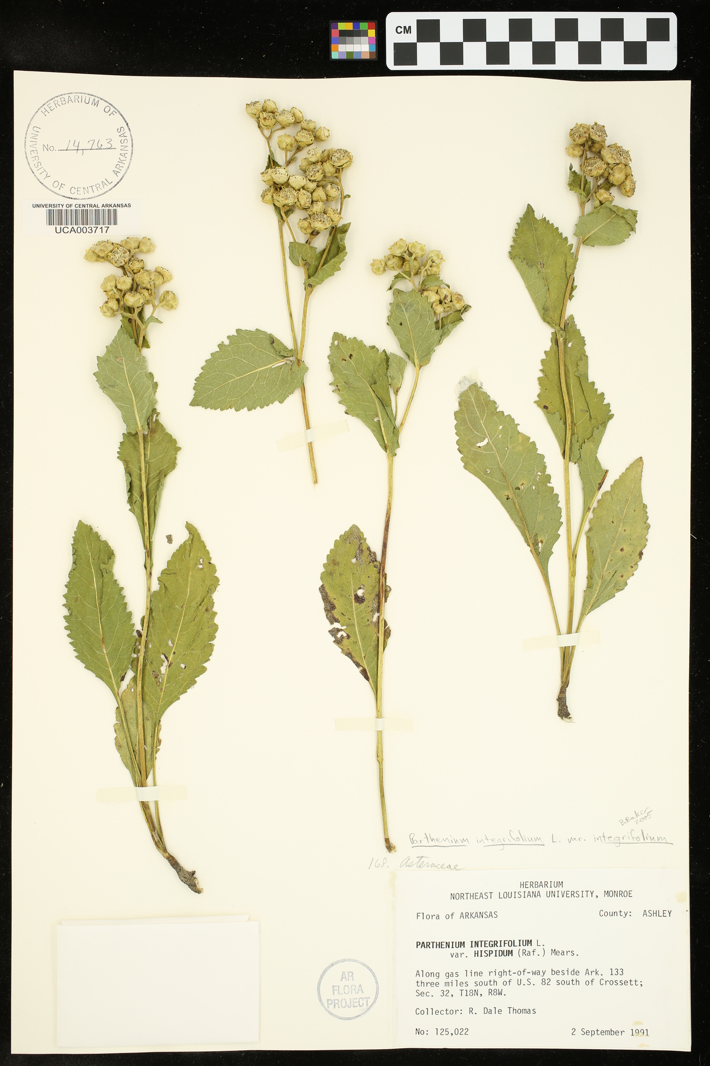 Parthenium integrifolium var. integrifolium image