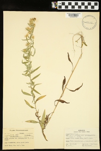 Symphyotrichum pilosum var. pilosum image