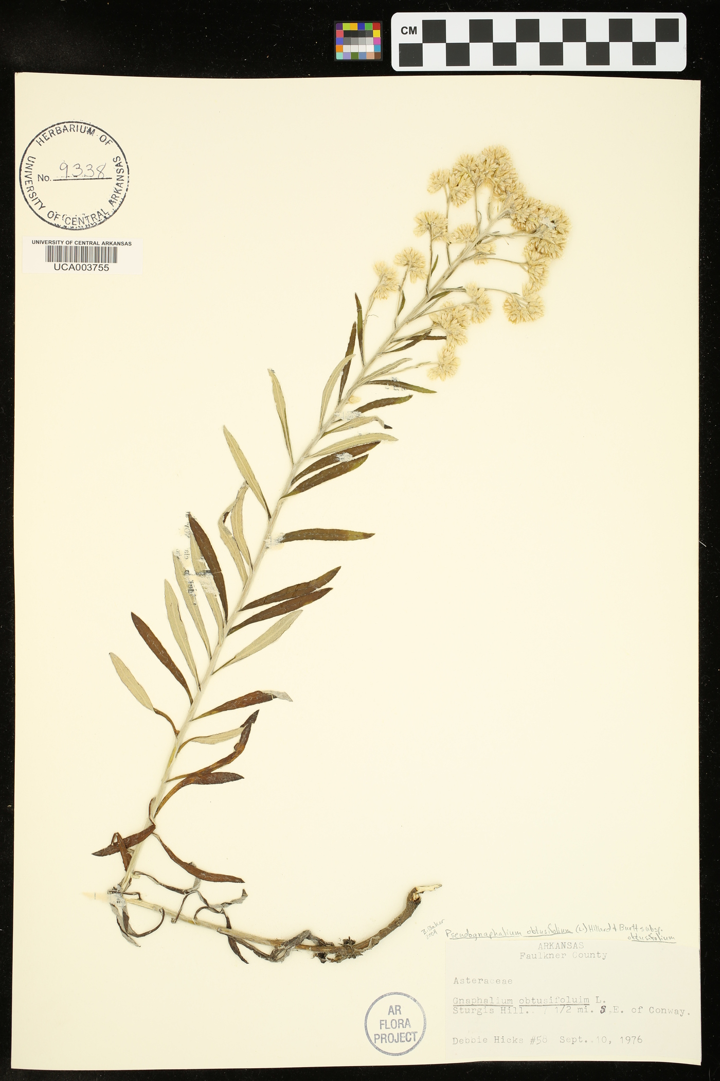 Pseudognaphalium obtusifolium subsp. obtusifolium image