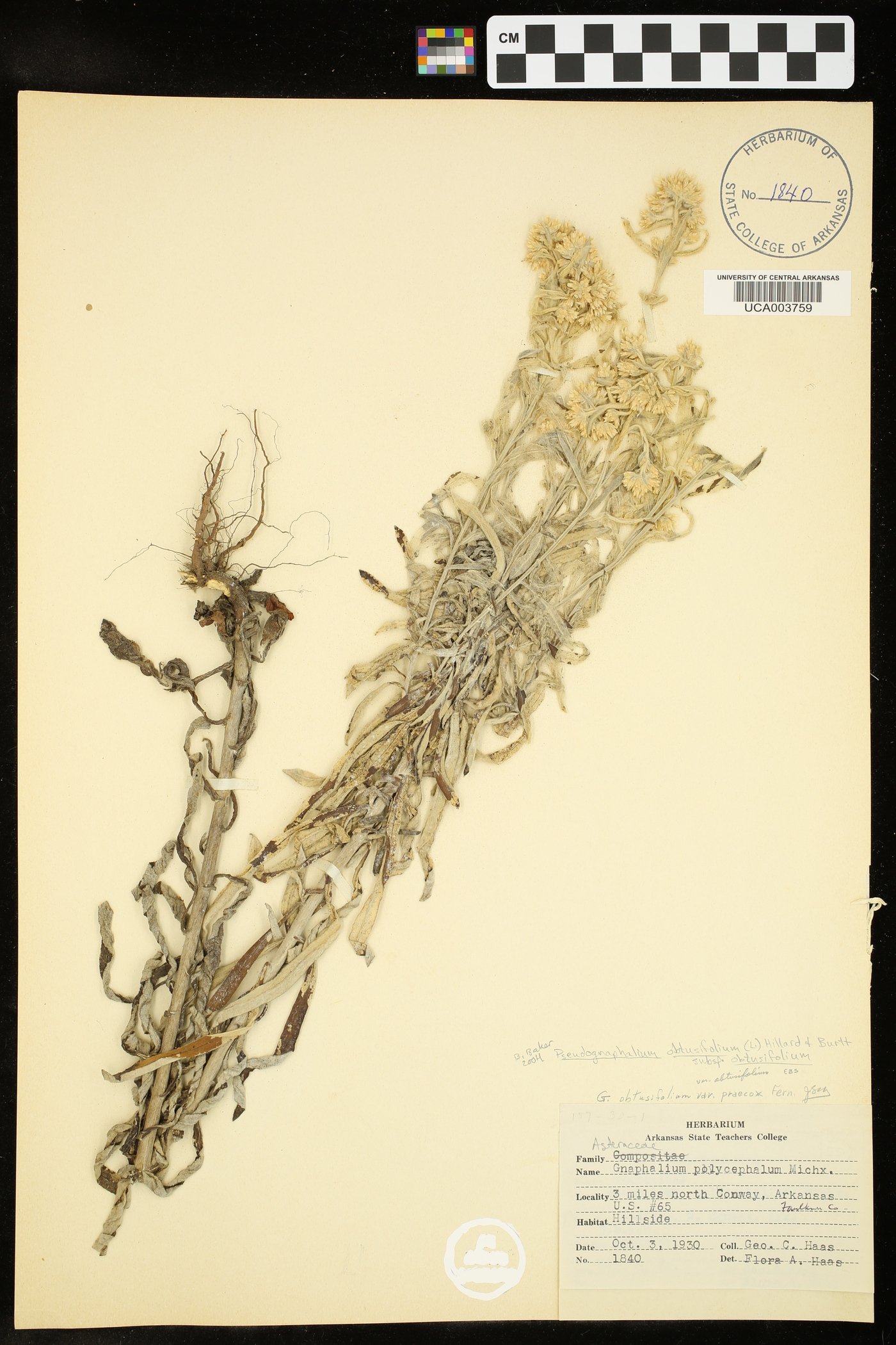 Pseudognaphalium obtusifolium subsp. obtusifolium image