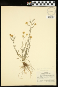 Pityopsis graminifolia image