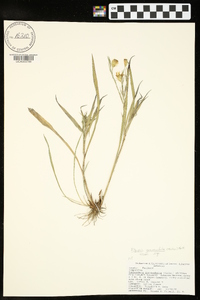 Pityopsis graminifolia image