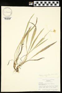 Pityopsis graminifolia image