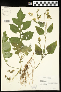 Polymnia canadensis image