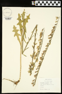 Nabalus autumnalis image