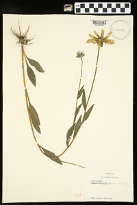 Rudbeckia hirta var. pulcherrima image