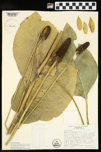 Rudbeckia maxima image
