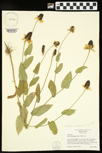 Rudbeckia amplexicaulis image