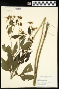 Rudbeckia subtomentosa image