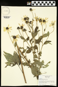 Rudbeckia subtomentosa image