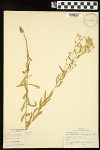 Sericocarpus linifolius image