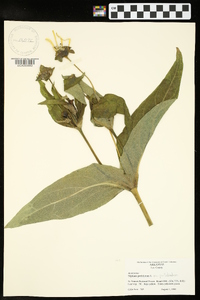 Silphium perfoliatum var. perfoliatum image