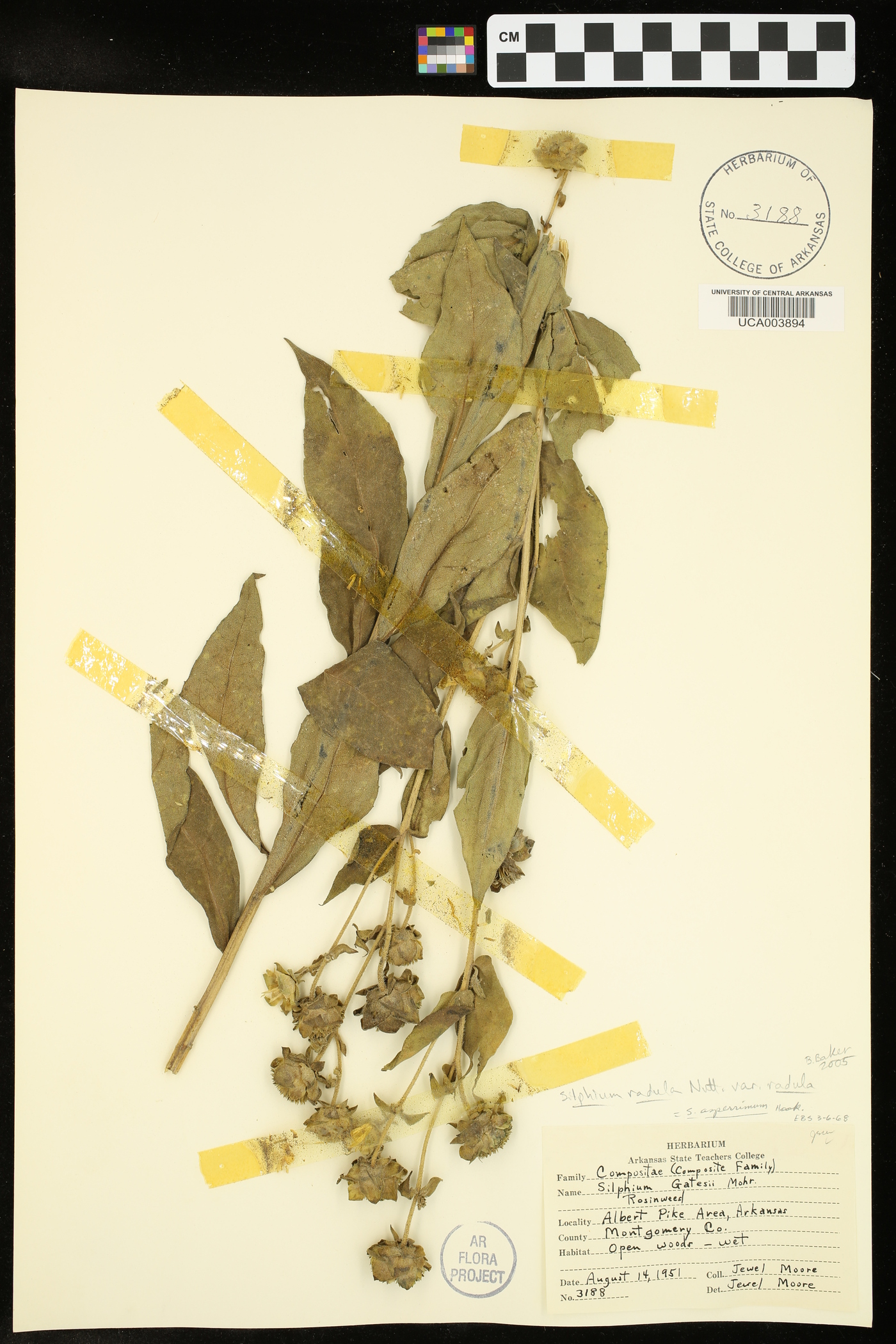 Silphium radula var. radula image