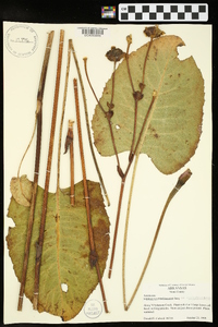 Silphium terebinthinaceum var. terebinthinaceum image