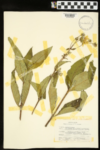 Silphium integrifolium image