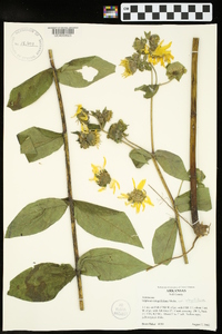 Silphium integrifolium image