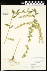 Solidago hispida image