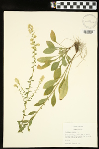 Solidago bicolor image