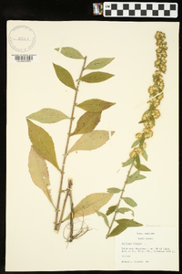 Solidago bicolor image