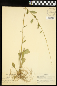 Solidago bicolor image