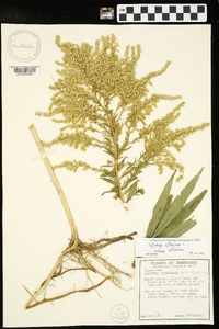 Solidago altissima subsp. altissima image