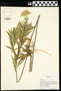 Solidago altissima var. altissima image