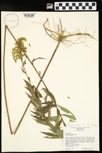 Solidago altissima var. altissima image