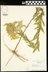 Solidago altissima subsp. altissima image