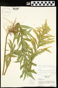 Solidago altissima subsp. altissima image