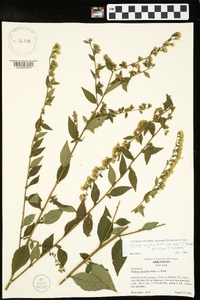 Solidago arguta var. bootii image