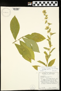 Solidago buckleyi image