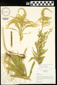 Solidago altissima subsp. altissima image