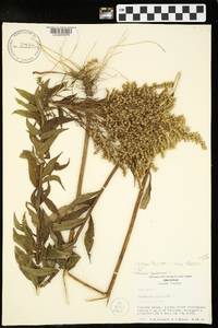 Solidago altissima subsp. altissima image