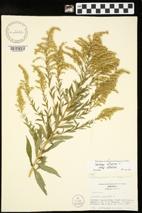 Solidago altissima subsp. altissima image